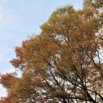 近所の公園にて