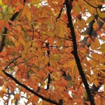 近所の公園にて